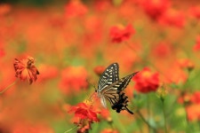 Butterfly Computer Wallpapers, Desktop Backgrounds | 2560x1706 | ID:771025