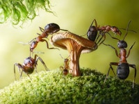 Ant HD Wallpaper | Background Image | 2933x2200 | ID:780043... Abyss  Ant HD Wallpaper | Background Image | 2933x2200 | ID:780043