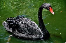 Black Swan HD Wallpaper | Background Image | 2048x1360 | ID:795815 - Wallpaper Abyss  Black Swan HD Wallpaper | Background Image... 