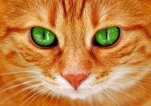 ID:878001 - Wallpaper Abyss  Green-Eyed Cat HD Wallpaper | Background Image | 2349x1647 | ID:878001