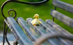 ID:890018 - Wallpaper Abyss  Little Duckling Sitting on a Bench HD Wallpaper | Background Image | 1920x1200 | ID:890018