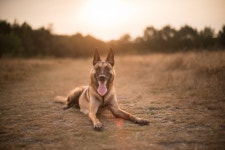 German Shepherd Full HD Wallpaper and Background | 2048x1367 | ID:894019