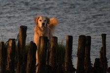 Dog Full HD Wallpaper and Background | 2048x1367 | ID:895016