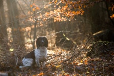 Dog Full HD Wallpaper and Background | 2048x1367 | ID:895020