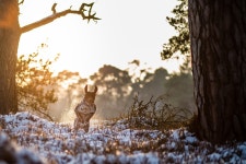 ID:897001 - Wallpaper Abyss  German Shorthaired Pointer HD Wallpaper | Background Image | 2048x1365 | ID:897001