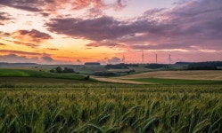 1 Wheat HD Wallpapers | Background Images - Wallpaper Abyss  1 Wheat HD Wallpapers | Background Images