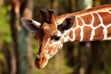 Giraffe 4k Ultra HD Wallpaper | Background Image | 4000x2669 | ID:1052075 - Wallpaper Abyss  Giraffe 4k Ultra HD Wallpaper... 