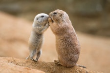 Prairie dog HD Wallpaper | Background Image | 1920x1282 | ID... Prairie dog HD Wallpaper | Background Image | 1920x1282 | ID... 