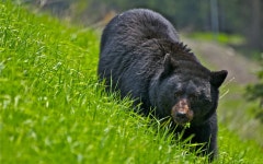 Bear HD Wallpaper | Background Image | 2560x1600 | ID:180016... Abyss  Bear HD Wallpaper | Background Image | 2560x1600 | ID:180016