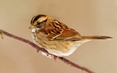Sparrow Full HD Wallpaper and Background Image | 1920x1200 | ID:210068