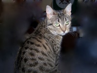 Cat HD Wallpaper | Background Image | 2576x1932 | ID:241066 - Wallpaper Abyss  Cat HD Wallpaper | Background Image | 2576x1932... 