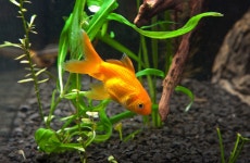 ID:600053 - Wallpaper Abyss  Goldfish HD Wallpaper | Background Image | 2681x1747 | ID:600053