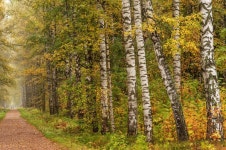 Path in Autumn Birch Forest HD Wallpaper | Background Image | 3006x2000 | ID:687095 - Wallpaper Abyss  Path in Autumn Birch... 