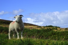 A Ram in the summer fields of England HD Wallpaper | Background Image | 3000x1995 | ID:688895 - Wallpaper Abyss  A Ram in the... 
