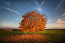 ID:700032 - Wallpaper Abyss  Autumn Tree HD Wallpaper | Background Image | 1920x1280 | ID:700032