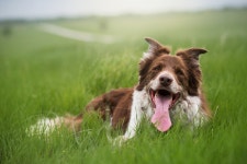 Dog HD Wallpaper | Background Image | 2048x1365 | ID:700091... Abyss  Dog HD Wallpaper | Background Image | 2048x1365 | ID:700091