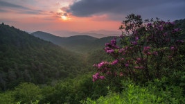 ID:700161 - Wallpaper Abyss  Flowers in Mountain Forest HD Wallpaper | Background Image | 1920x1080 | ID:700161