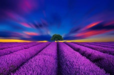 ID:702031 - Wallpaper Abyss  Lavender Field Sunset HD Wallpaper | Background Image | 1920x1263 | ID:702031