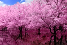 Pink Tree Reflection HD Wallpaper | Background Image | 2160x1440 | ID:704165 - Wallpaper Abyss  Pink Tree Reflection HD Wallpaper...