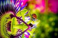 Ladybug HD Wallpaper | Background Image | 2048x1365 | ID:771015... Ladybug HD Wallpaper | Background Image | 2048x1365 | ID:771015