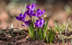 Crocus HD Wallpaper | Background Image | 1920x1200 | ID:771020... Crocus HD Wallpaper | Background Image | 1920x1200 | ID:771020