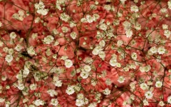 ID:780005 - Wallpaper Abyss  Tiny White Flowers HD Wallpaper | Background Image | 1920x1200 | ID:780005