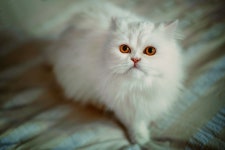 Cat Computer Wallpapers, Desktop Backgrounds | 1920x1280 | ID:780062