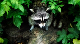 ID:780104 - Wallpaper Abyss  Raccoon in the bush HD Wallpaper | Background Image | 2200x1229 | ID:780104