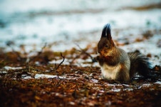 Squirrel HD Wallpaper | Background Image | 2200x1463 | ID:791156 - Wallpaper Abyss  Squirrel HD Wallpaper | Background Image... 