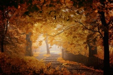 Path in Autumn Forest HD Wallpaper | Background Image | 2500x1667 | ID:821140 - Wallpaper Abyss  Path in Autumn Forest HD... 
