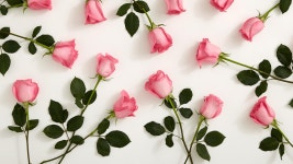 Pink Roses HD Wallpaper | Background Image | 1920x1080 | ID:825563 - Wallpaper Abyss  Pink Roses HD Wallpaper | Background Image... 