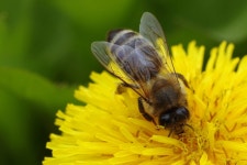Close Up of a Bee Computer Wallpapers, Desktop Backgrounds | 3072x2053 | ID:831042