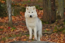 Wolf Full HD Wallpaper and Background Image | 2048x1360 | ID:835195