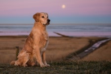 Dog Full HD Wallpaper and Background | 2048x1367 | ID:895008