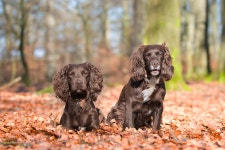 Spaniel HD Wallpaper | Background Image | 2048x1367 | ID:895003... Spaniel HD Wallpaper | Background Image | 2048x1367 | ID:895003