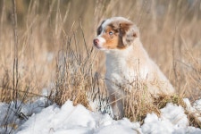 aussie Full HD Wallpaper and Background | 2048x1367 | ID:895012