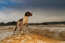 ID:897003 - Wallpaper Abyss  German Shorthaired Pointer HD Wallpaper | Background Image | 2048x1365 | ID:897003