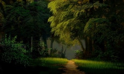 ID:900161 - Wallpaper Abyss  Green Forest 4k Ultra HD Wallpaper | Background Image | 5000x3000 | ID:900161