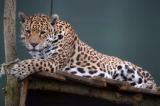 Leopard HD Wallpaper | Background Image | 2048x1365 | ID:900176... Leopard HD Wallpaper | Background Image | 2048x1365 | ID:900176