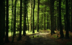 Forest HD Wallpaper | Background Image | 1920x1200 | ID:302705... Abyss  Forest HD Wallpaper | Background Image | 1920x1200 | ID... 