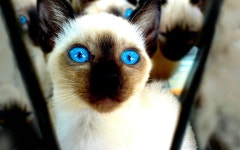 INDIGO [01] whats up [20october2012saturday] [VersionOne173305] Computer Wallpapers, Desktop Backgrounds | 1920x1200 | ID:316439