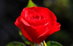 Flower Full HD Bakgrund and Bakgrund | 1920x1200 | ID:323002