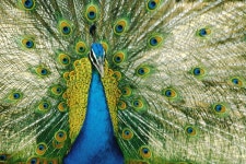 Peacock Computer Wallpapers, Desktop Backgrounds | 3072x2048 | ID:326006