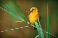 Bird HD Wallpaper | Background Image | 3072x2048 | ID:326007... Abyss  Bird HD Wallpaper | Background Image | 3072x2048 | ID:326007