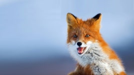 Fox HD Wallpaper | Background Image | 1920x1080 | ID:330906 - Wallpaper Abyss  Fox HD Wallpaper | Background Image | 1920x1080... 