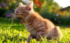 Cat HD Wallpaper | Background Image | 1920x1200 | ID:369216 - Wallpaper Abyss  Cat HD Wallpaper | Background Image | 1920x1200... 