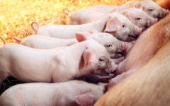 Pig HD Wallpaper | Background Image | 1920x1200 | ID:370067... Abyss  Pig HD Wallpaper | Background Image | 1920x1200 | ID:370067