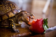 Turtle Computer Wallpapers, Desktop Backgrounds | 3008x2000 | ID:370074