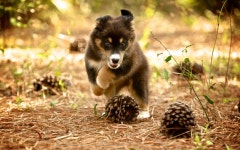 Dog Computer Wallpapers, Desktop Backgrounds | 1920x1200 | ID:370086