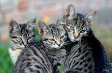 Cat Computer Wallpapers, Desktop Backgrounds | 2048x1338 | ID:400002